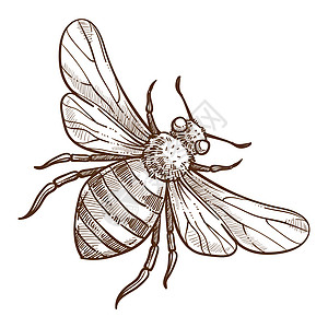 养蜂动物场或动物铅笔绘画手危险的飞行条纹黄蜂和刺图片