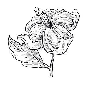 手绘花卉植物元素背景图片