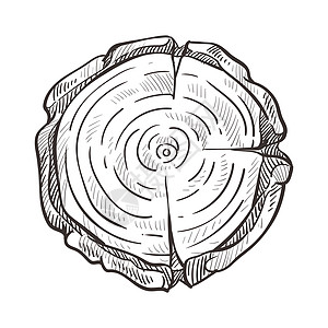 林木立或块和制天然材料与草图矢量隔离树龄圈砍橡或木林部分材鲍尔克圆形建筑和家具制造木树干龄圈林木立桩图片