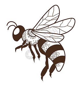 养蜂动物场或动物铅笔绘画手危险的飞行条纹黄蜂蜜或孤立的草图标条纹昆虫图片