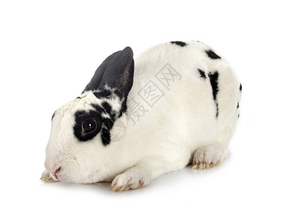 雷克斯兔子在白色背景面前图片