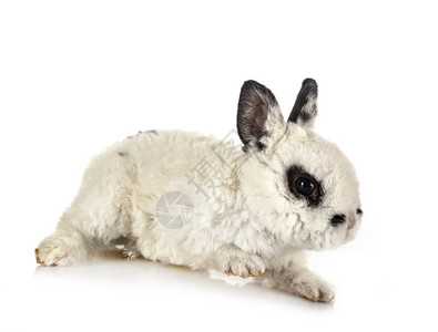 雷克斯兔子在白色背景面前背景图片