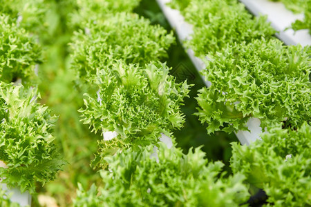 种植在花园水养农场的生素菜沙拉有机食品健康用绿珊瑚生菜在自来水管上的温室蔬菜图片