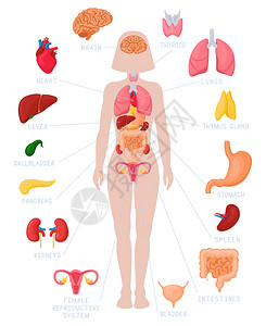 女性卡通人体器官系统解剖图图片