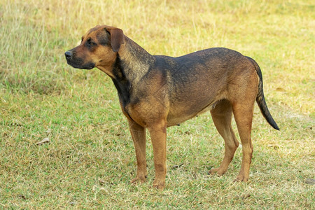 棕色狗在自然背景上的照片动物宠图片
