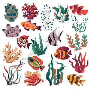 手绘精美海洋生物海洋植物图片素材