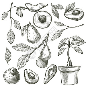 有机和天然蔬菜单色素描含有维他命和微元素的本土蔬菜平式病媒图片