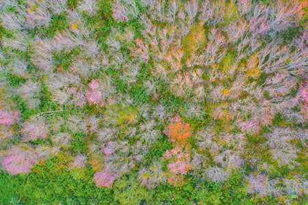 泰国PhuHinRongKla的樱桃花树景象图片