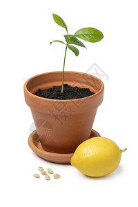 白底与种子和柠檬隔离的图片素材