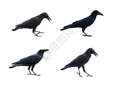 白色背景的乌鸦被孤立图像鸟类野生动物图片
