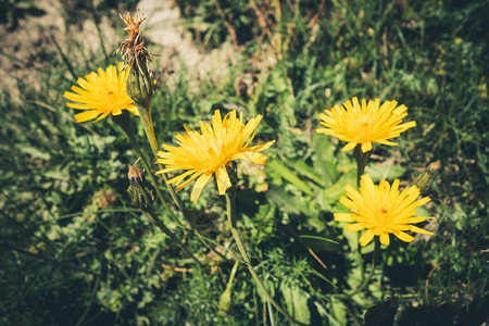 法国瓦诺伊州家公园收近观景法国瓦诺伊州家公园收近花朵背景图片