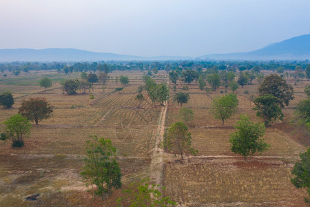 干稻田农村棕色亚洲山丘谷泰国清迈自然景观作物收成图片