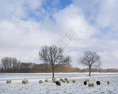 在蓝天下阴地有雪和树木的绵羊图片