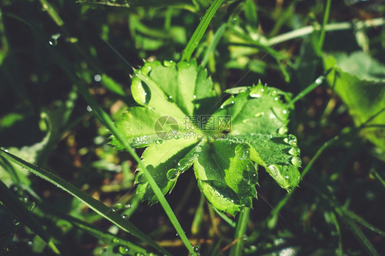 清晨的绿叶上贴近水滴绿叶上贴近水滴紧绿叶上近水滴图片