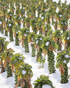 冬季野外大面积的贝芽有雪图片