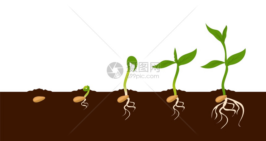和初叶的外观种植物生长阶段种植物的生长过程种子的顺序植物的自然步