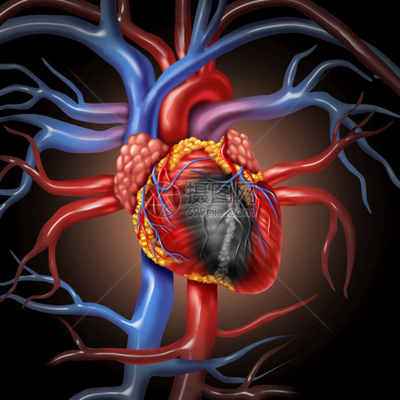 心脏病解剖概念和心血管疾病来自人体器官作为3D插图风格的医疗保健象征图片