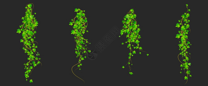 植物装饰设计元素在黑色背景上隔离赫德拉树枝挂在花园墙壁上真实的三维矢量插图设置图片