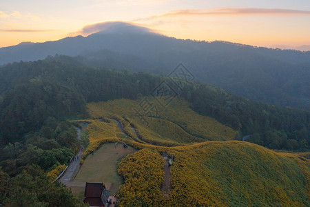 在泰国梅洪山家花园公和山丘中Marigold树或黄色花朵的空中景象旅行和度假中的自然景观DoiMaeUKho的ThungBuaT图片