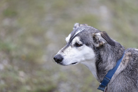 年轻的阿拉斯加雪橇狗在近距离的肖像视图中背景图片