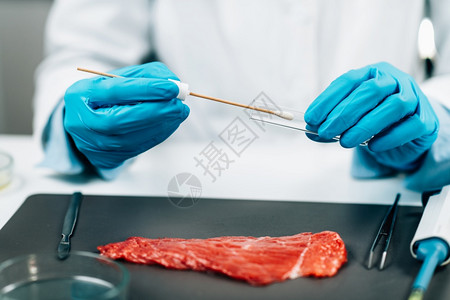 食品质量评估微生物学家用棉面采集红肉表寻找食物细菌的存在食品质量评估微生物学家用棉面采集红肉表图片