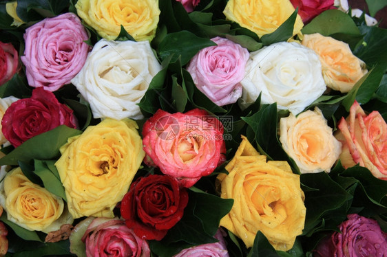 多彩玫瑰在雨后安排满是水滴的玫瑰图片
