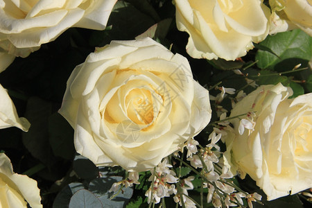 花朵安排中的大白玫瑰图片
