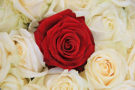 红玫瑰在一团象牙白玫瑰中是新娘花安排的一部分图片