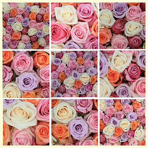 XL从9张不同面纸玫瑰相片制作的框图片