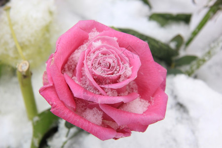 雪中生动的粉红玫瑰图片