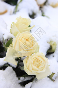 雪中三朵白玫瑰冬天的风景图片