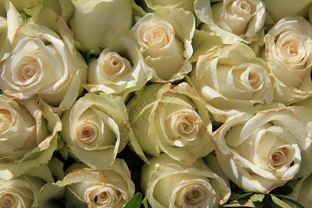 花朵安排中的大白玫瑰图片