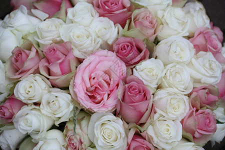 婚礼花束中的粉红和白玫瑰图片
