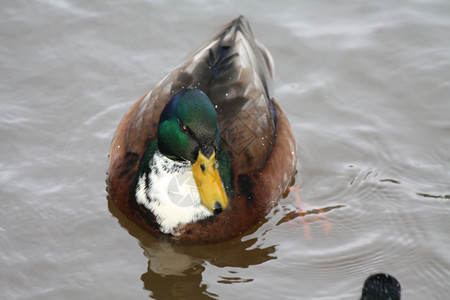 一只雄鸭在水中高清图片