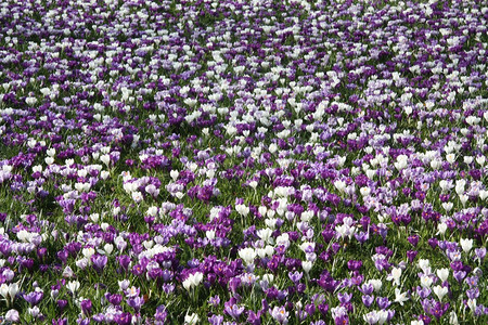 春初阳光下一大块园艺田紫色和白的花朵背景图片