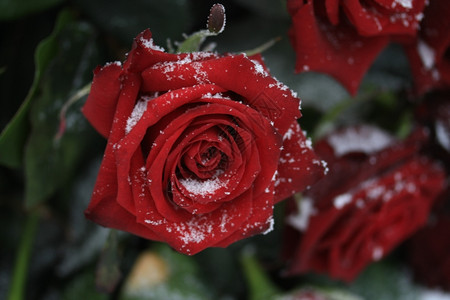 雪中一朵红玫瑰图片