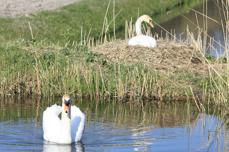 一只天鹅妈在她的巢穴由伴侣守护背景图片