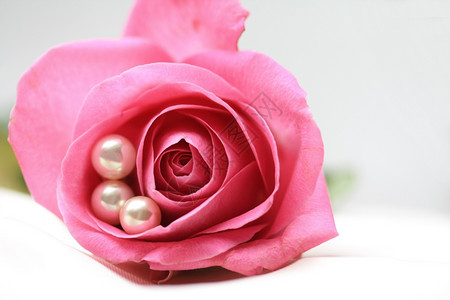 三颗白珍珠在一朵粉红的玫瑰里图片