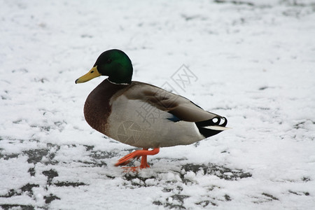 一只雄鸭野在雪冰上行走高清图片