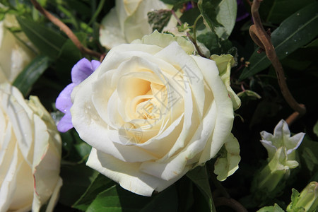 阳光下大白玫瑰图片