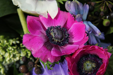紫海葵新娘花束粉色和紫不同颜的葵背景