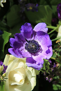 紫海葵新娘花束紫阿内蒙和白口音背景