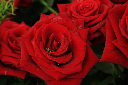 红玫瑰在新娘花束中图片