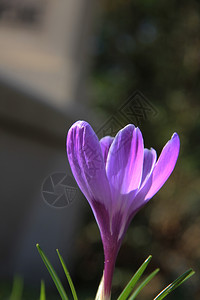 早春阳光下纯紫背景图片