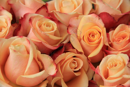 多色古年彩粉红色黄和橙的婚礼玫瑰图片