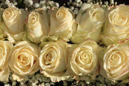 象牙白玫瑰在新娘花束中图片