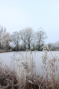 深冬的清晨青草上冻霜图片