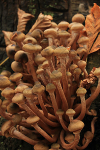 秋林中的蘑菇组图片