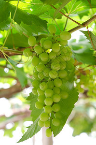 葡萄上含绿叶的新鲜果实图片