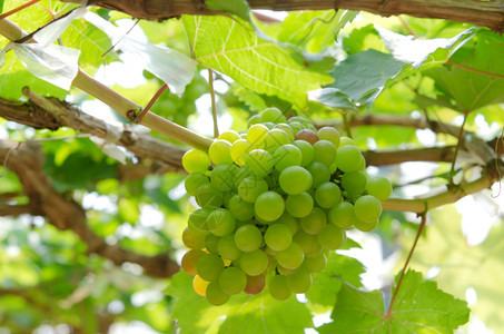 绿葡萄果树上有绿叶新鲜水果葡萄背景图片